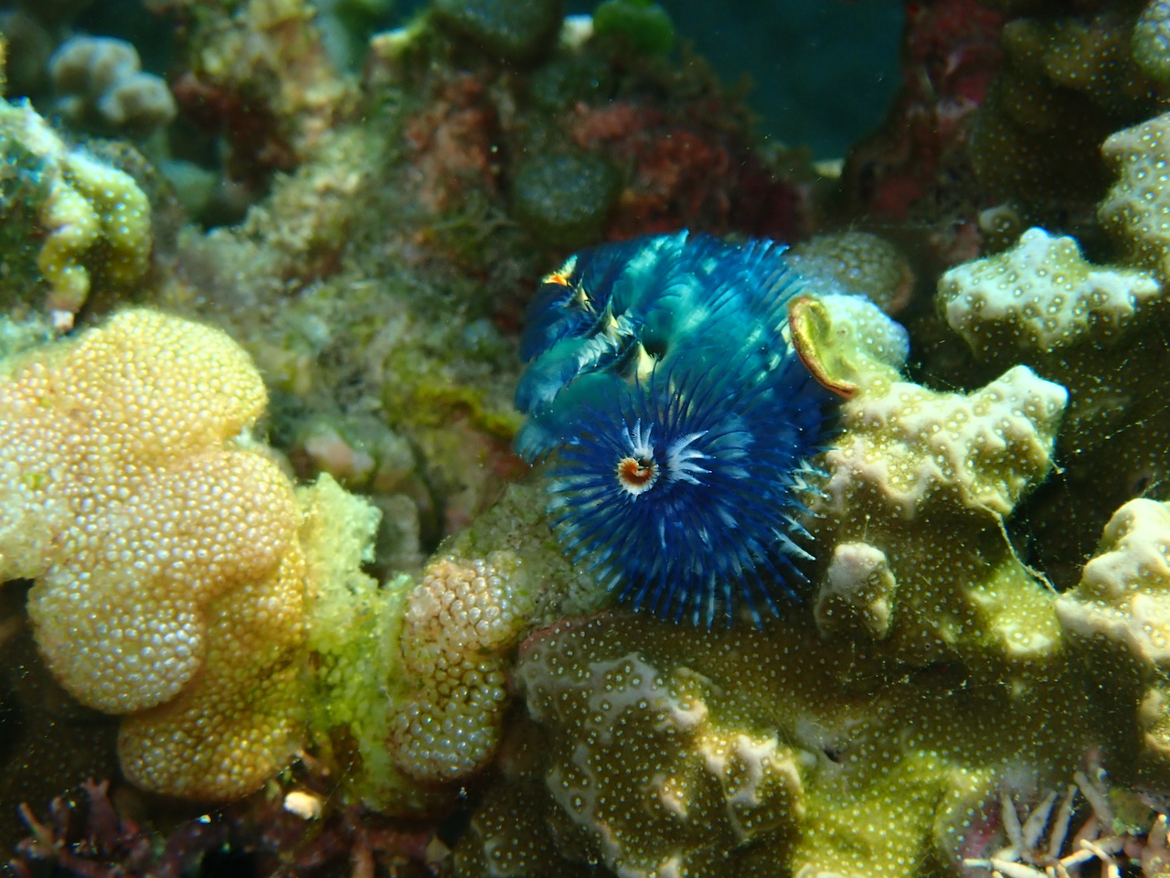 Spirobranchus sp